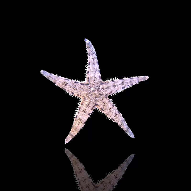 Coral and Fishstore - Archaster Typicus of de zandzevende zeester