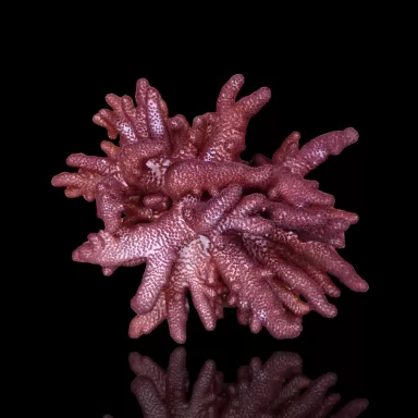 Cladiella Halversoni