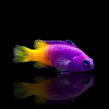 Gramma Loreto - Royal gramma | Coralandfishstore.nl