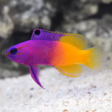Gramma Loreto - Royal gramma | Coralandfishstore.nl