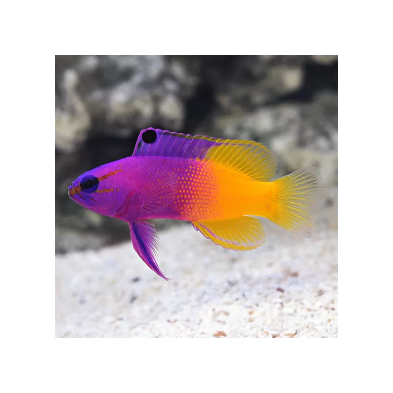 Gramma Loreto - Royal gramma | Coralandfishstore.nl