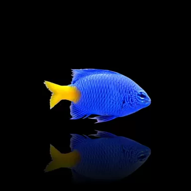 Chrysiptera parasema | Coralandfishstore.nl