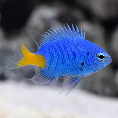 Chrysiptera parasema | Coralandfishstore.nl