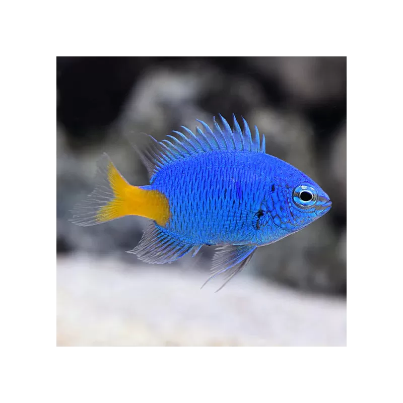 Chrysiptera parasema | Coralandfishstore.nl