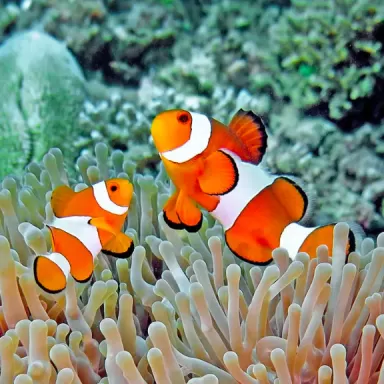 Amphiprion Occelaris kopen? | Coralandfishstore.nl