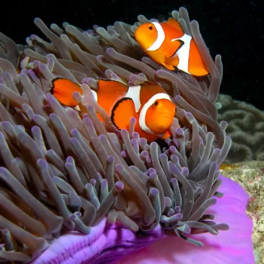 Amphiprion Occelaris kopen? | Coralandfishstore.nl