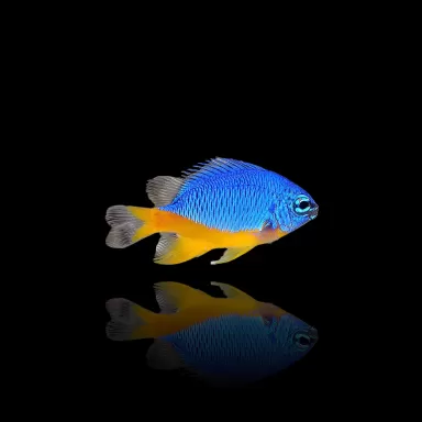 Chrysiptera Hemicyanea | Coralandfishstore.nl