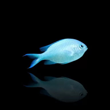 Chromis Viridis | Coralandfishstore.nl