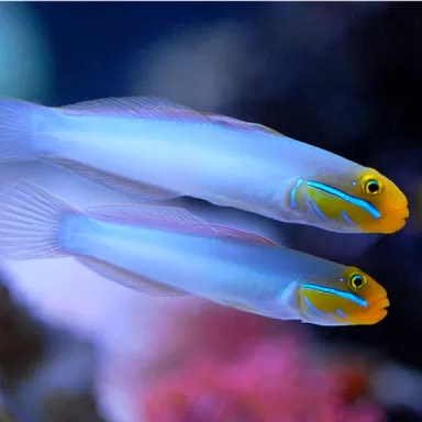 Valenciennea Strigata - Blaustreifenstrandläufer