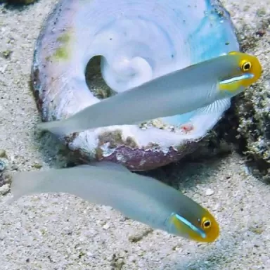 Valenciennea Strigata - Blaustreifenstrandläufer
