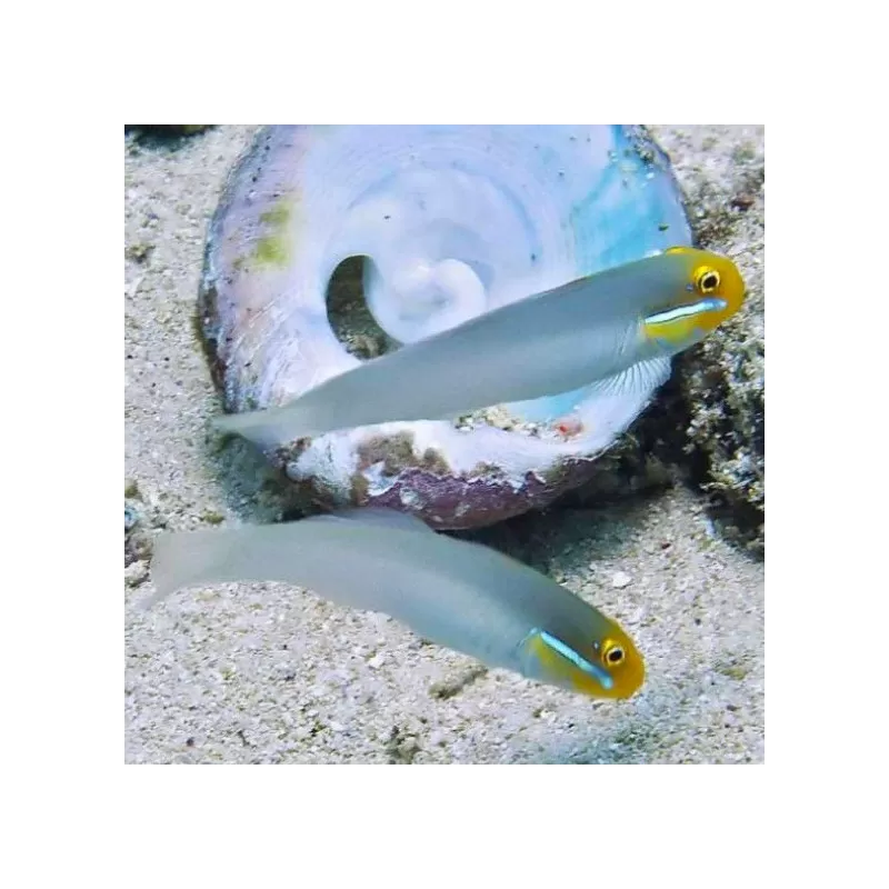 Valenciennea Strigata - Blaustreifenstrandläufer