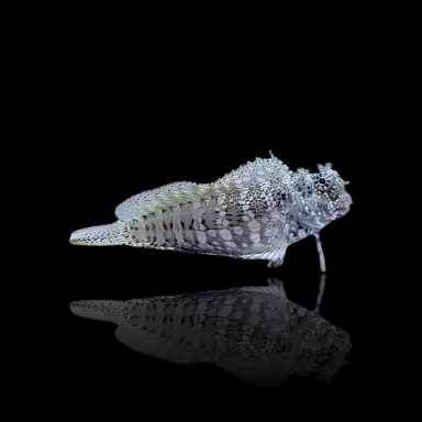 Salarias fasciatus | Coralandfishstore.nl