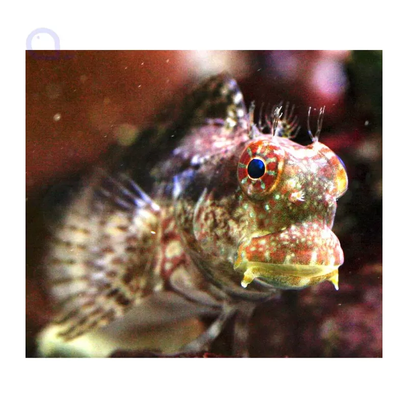 Salarias fasciatus | Coralandfishstore.nl