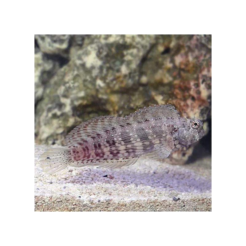 Salarias fasciatus | Coralandfishstore.nl
