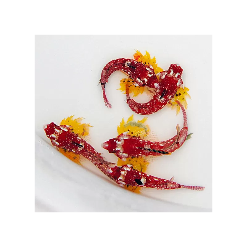 Synchiropus Sycorax | Coralandfishstore.nl