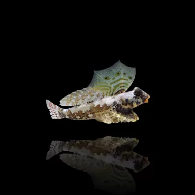 Synchiropus ocellatus - Brauner Grubenfisch - Scooter Blennie