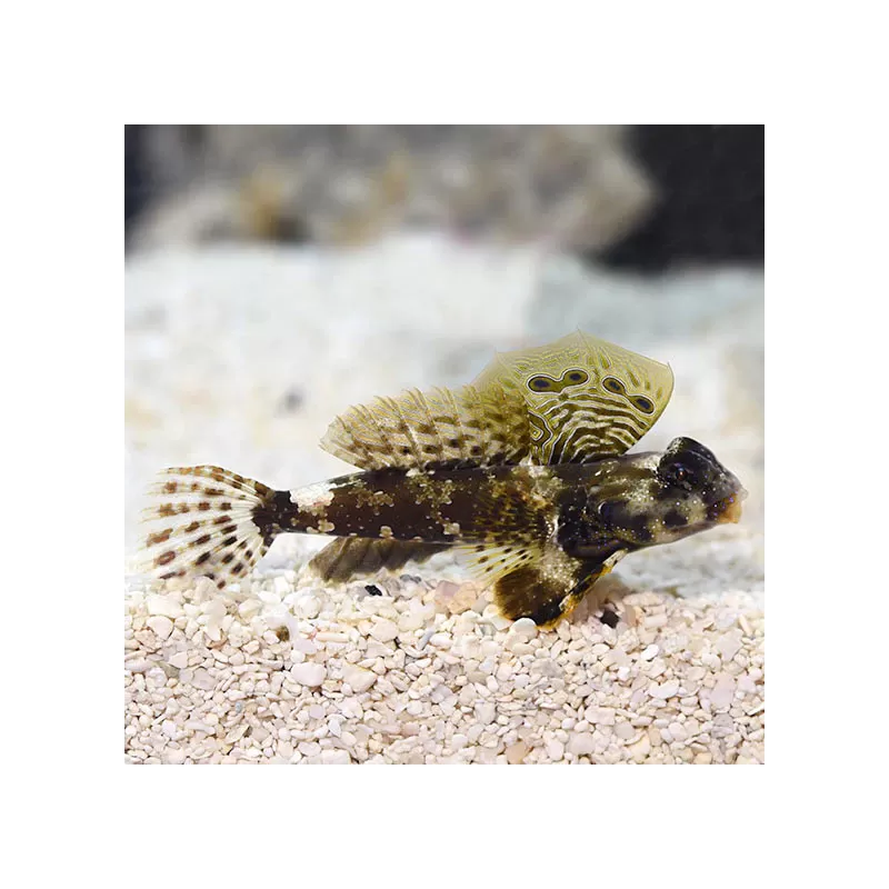 Synchiropus ocellatus - Brauner Grubenfisch - Scooter Blennie