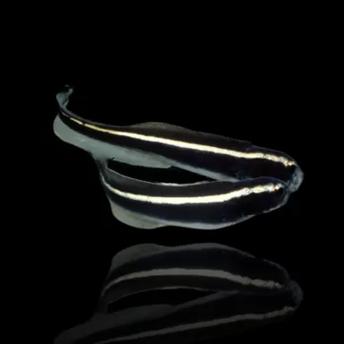 Möchten Sie Pholidichthys Leucotaenia bestellen? l Coralandfishstore.nl