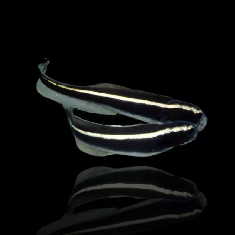 Möchten Sie Pholidichthys Leucotaenia bestellen? l Coralandfishstore.nl