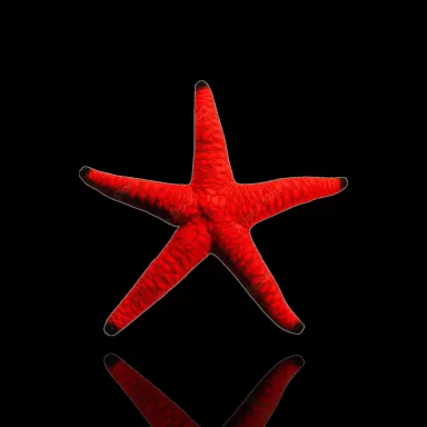 Fromia Elegans oder der Marmorseestern