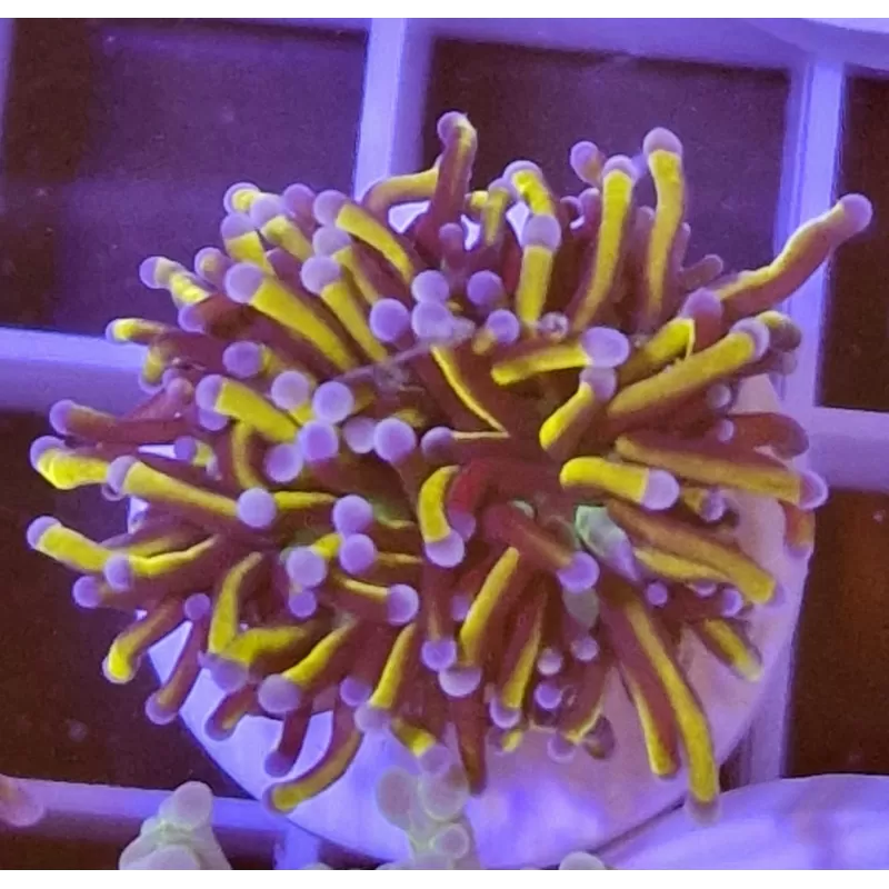 Kaufen Sie Euphyllia Glabrescens Golden Torch Indo | Coralandfishstore.nl