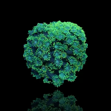 Goniopora sp. Green T-size (2-3cm)