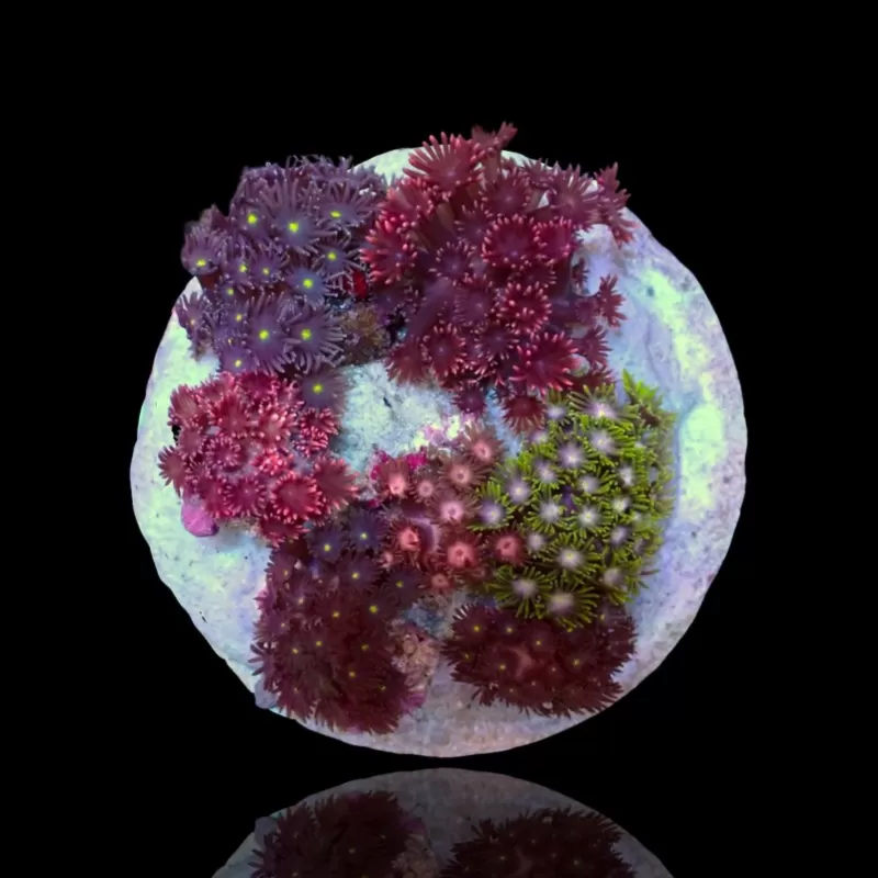 Goniopora Garden sp zu verkaufen ? Einfach bestellen & schnell geliefert