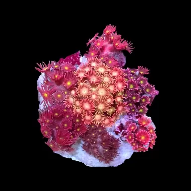 Goniopora Garden sp zu verkaufen ? Einfach bestellen & schnell geliefert