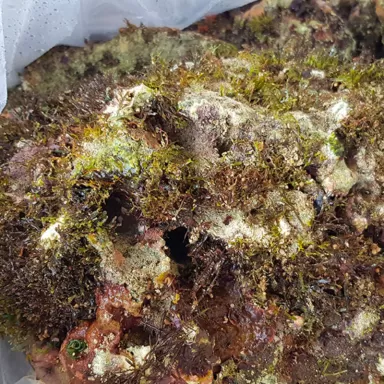 Wild levend steen Indonesia kopen ? Coralandfishstore