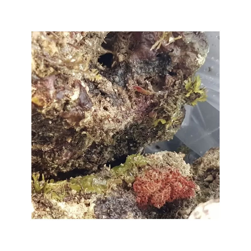 Möchten Sie wild lebenden Stein Indonesien kaufen? Coralandfishstore