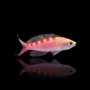 Pseudanthias Flavoguttatus | Coralandfishstore.nl