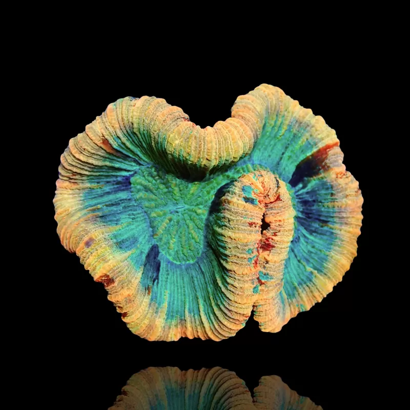 Trachyphyllia sp Orange / Red Rim  L Size kopen | Coralandfishstore.nl