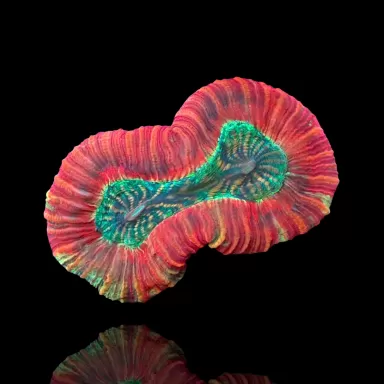 Kaufen Sie Trachyphyllia Geoffroyi Red Rim | Coralandfishstore.nl