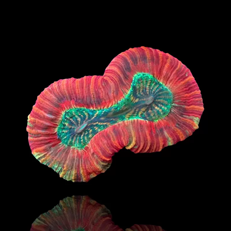 Trachyphyllia Geoffroyi Red Rim kopen | Coralandfishstore.nl