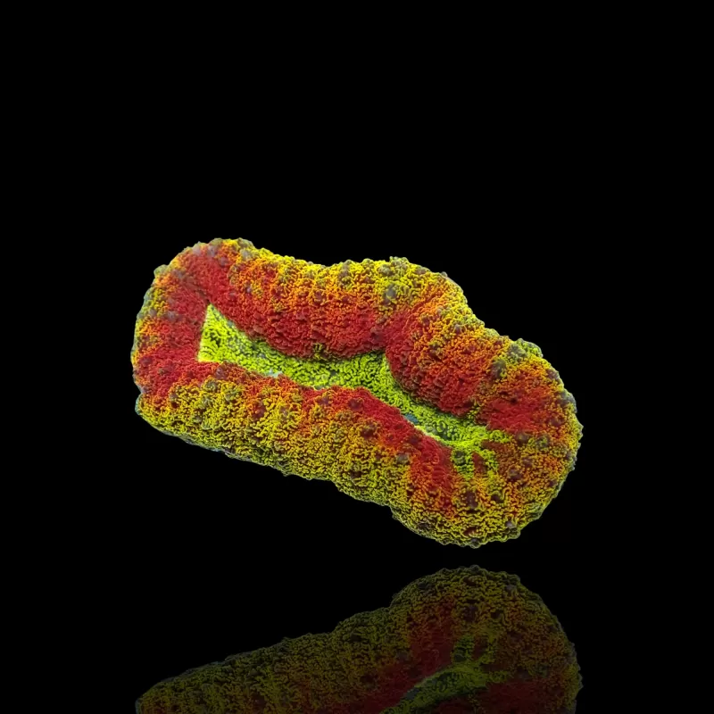Lobophyllia sp.Multi Coloured (rare) Australie kopen | Coralandfishstore.nl