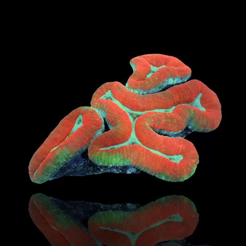 Lobophyllia sp multi coloured A grade M-size australie kopen | Coralandfishstore.nl