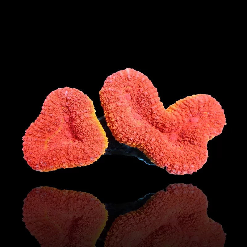 Lobophyllia sp. Kaufen Sie Red Flame - Australien | Coralandfishstore.nl