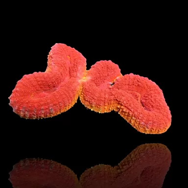 Lobophyllia sp. Red Flame - Australie kopen | Coralandfishstore.nl