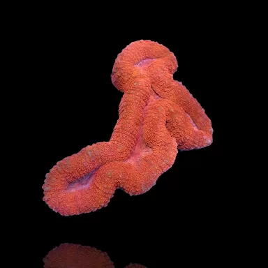 Lobophyllia sp. Red Australië kopen | Coralandfishstore.nl
