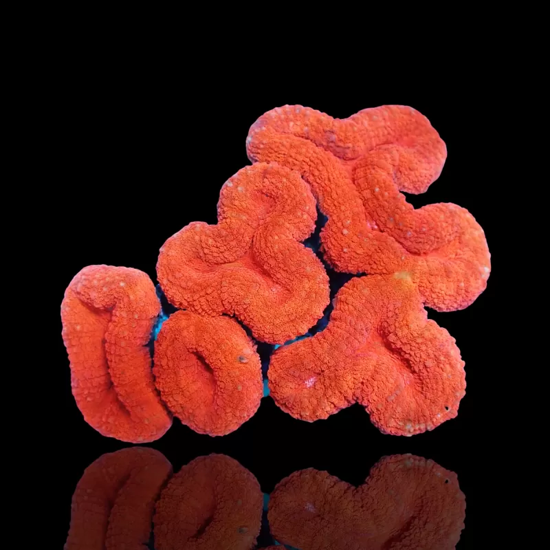 Lobophyllia sp. Kaufen Sie Red Australia | Coralandfishstore.nl