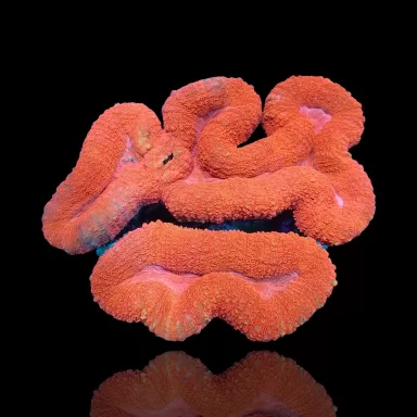Lobophyllia sp. Kaufen Sie Red Australia | Coralandfishstore.nl