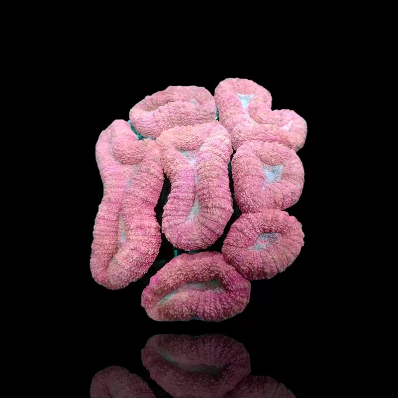 Lobophyllia sp. Pink - Australie kopen | Coralandfishstore.nl