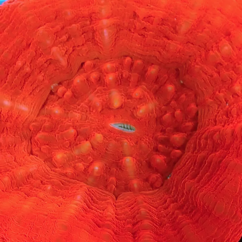 Scolimia australis red  kopen | Coralandfishstore.nl