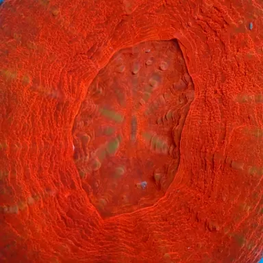 Kaufen Sie Scolimia australis rot | Coralandfishstore.nl