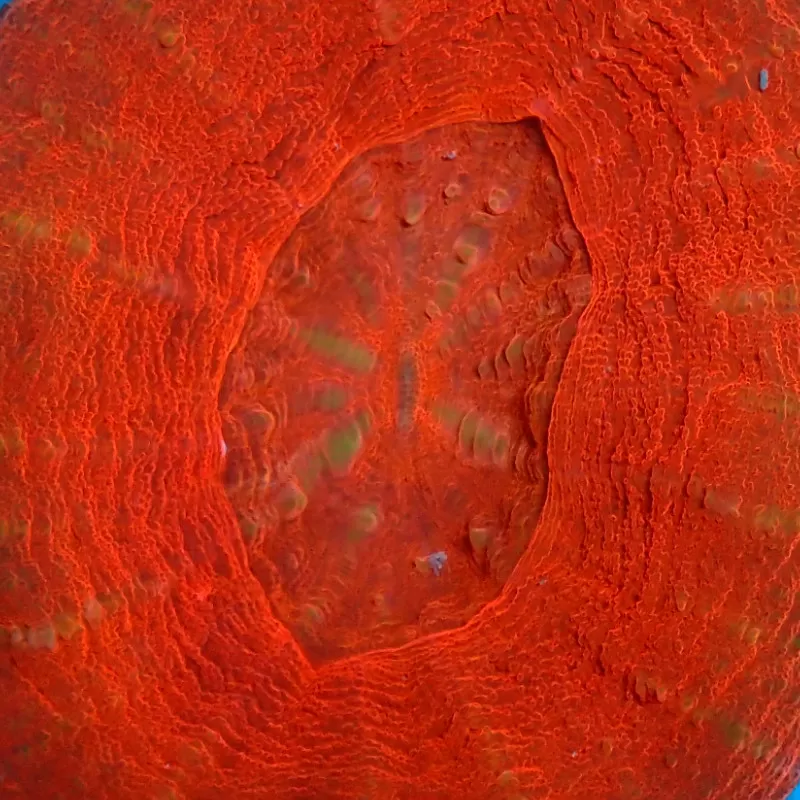 Kaufen Sie Scolimia australis rot | Coralandfishstore.nl