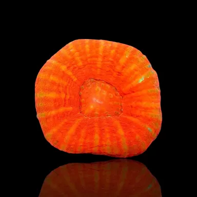 Scolimia australis red  kopen | Coralandfishstore.nl