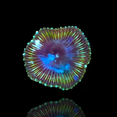 Protopalythoa Grandis bestellen ? l Coralandfishstore.nl