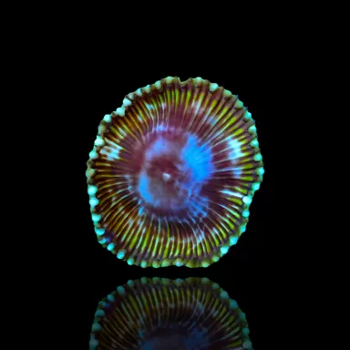 Möchten Sie Protopalythoa Grandis bestellen? l Coralandfishstore.nl