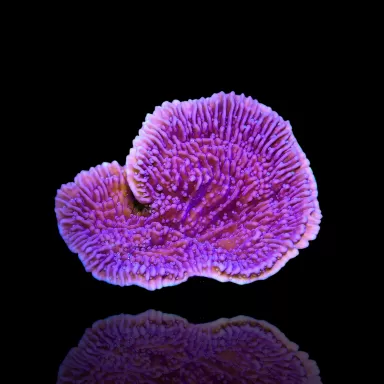 Montipora lila kaufen | Coralandfishstore.nl
