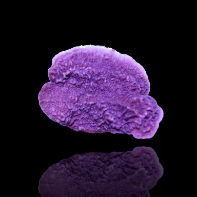 Montipora lila kaufen | Coralandfishstore.nl